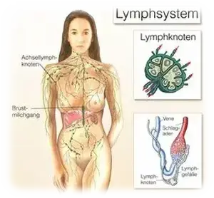 Lymphsystem.webp